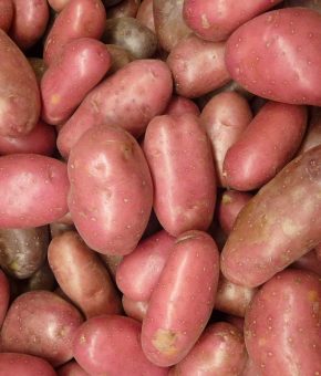 Krumpir crveni domaći