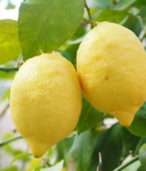 Limun domaći