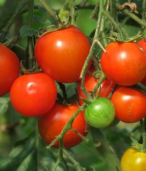 Pomidori domaći
